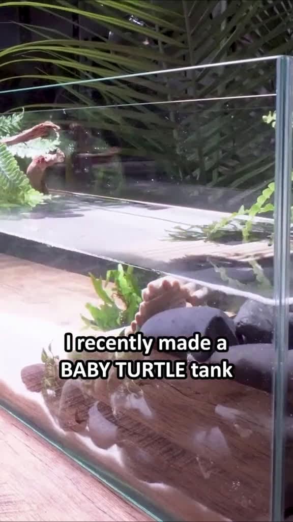 cover for I made a BABY #TURTLE 🐢 tank #explained #fishtok #animalsdoingthings 