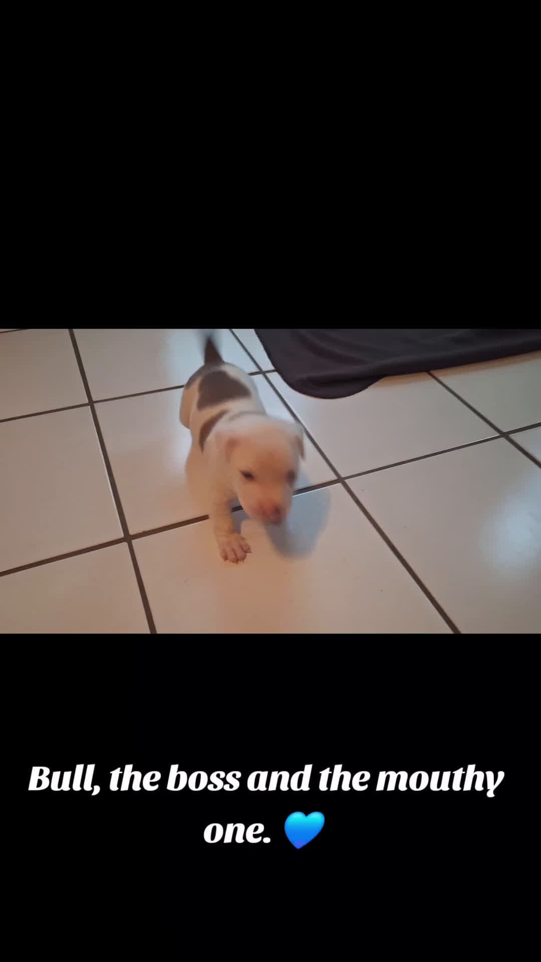 cover for Bull starting shit with JellyRoll! Love this little man to bits. 💙#dog #pupsoftiktok #viral #love #toocute