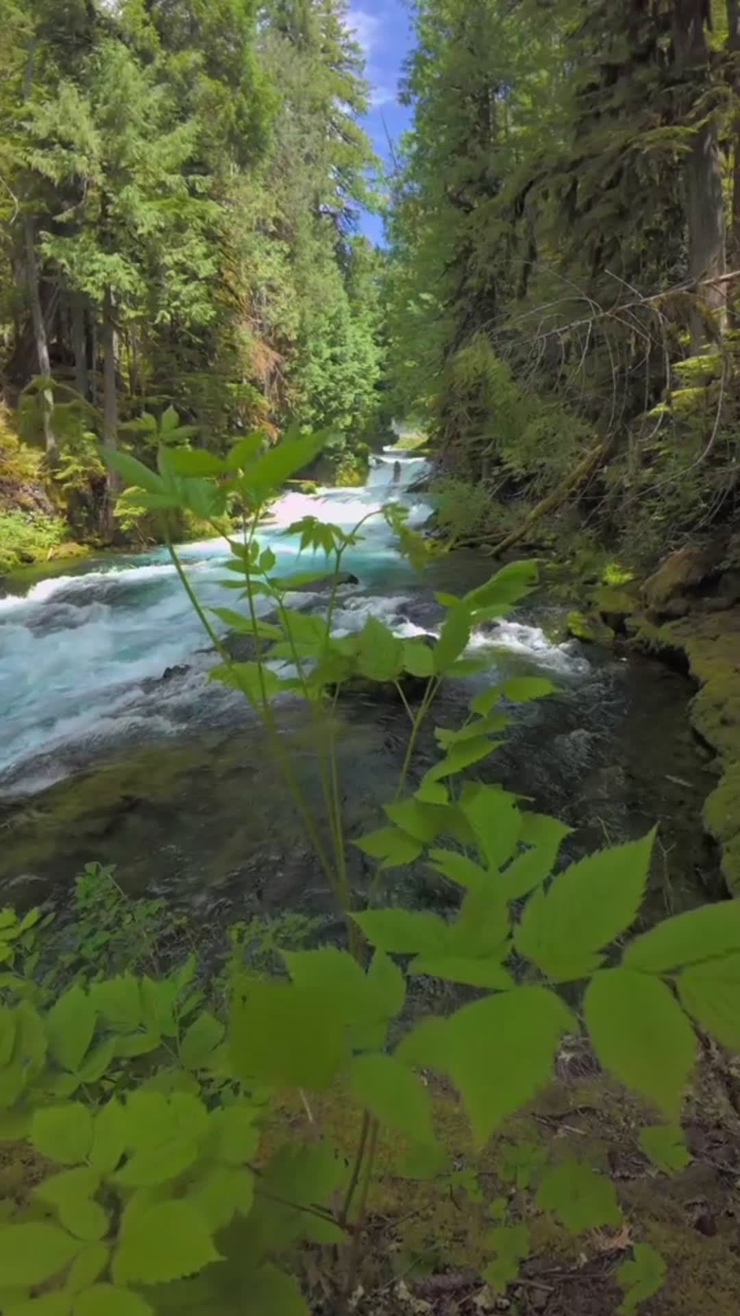 cover for Looking through the lush green leaves to a beautiful blue river rushing through an old-growth forest. The water glows as it flows between mossy banks and towering trees, creating a scene that feels alive, vibrant, and timeless 😍