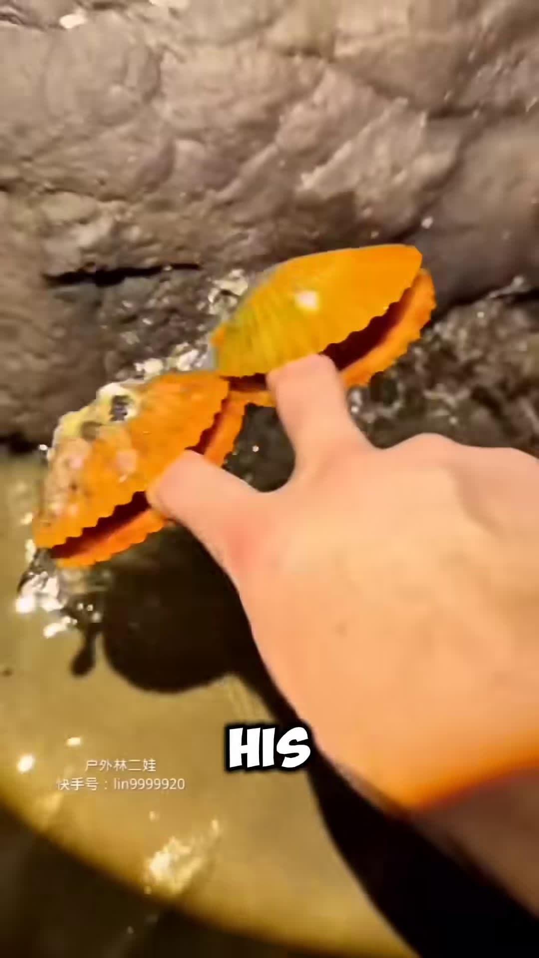 cover for He Caught an Octopus With Bare Hands