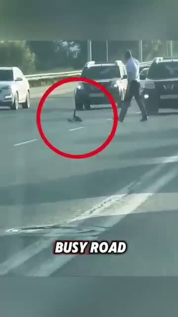 cover for The kind officer helped a duck family cross the road ❤️