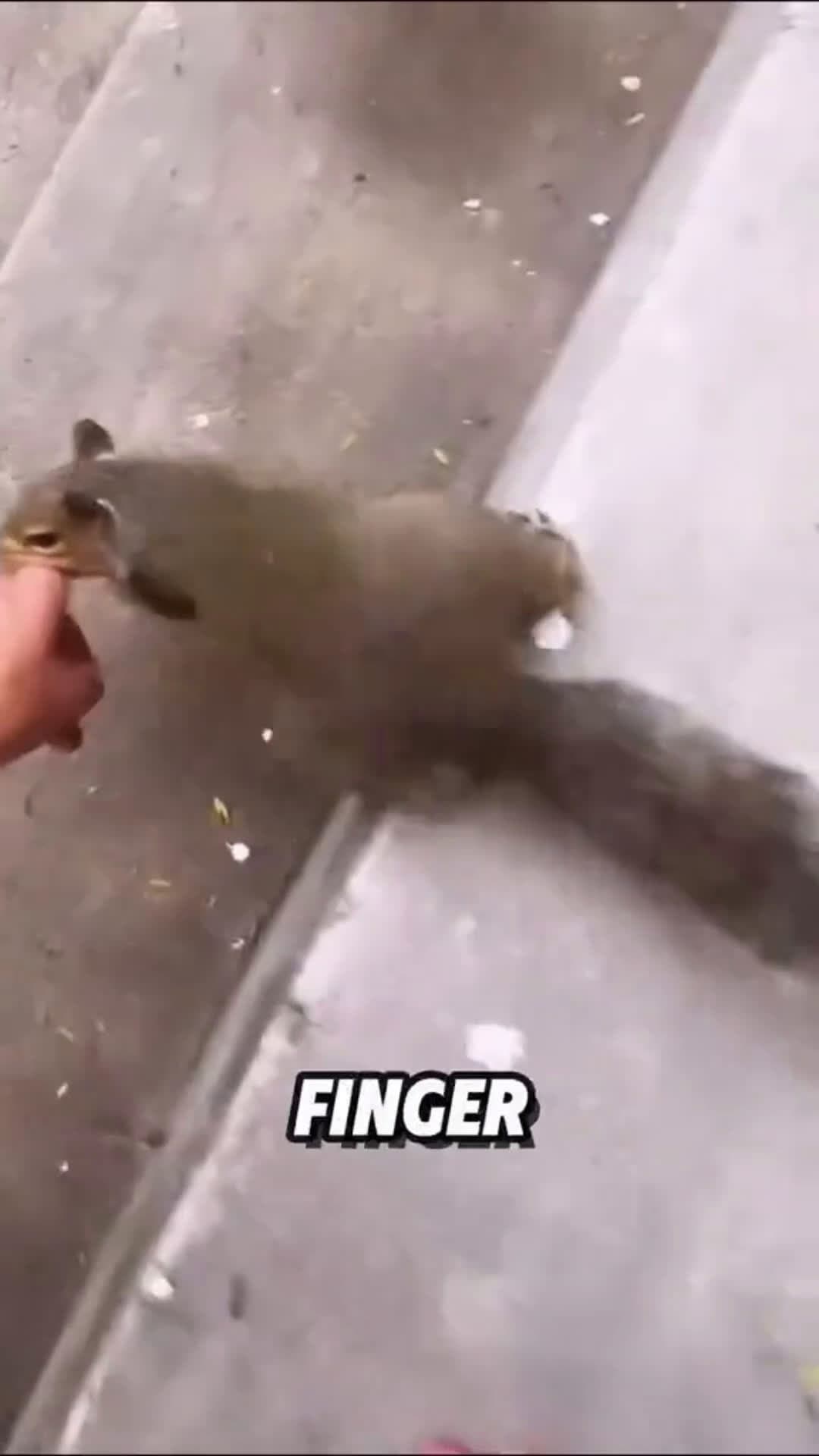 cover for “The Sauirrel’s  ry for Help” #foryou #viral #animals #fyp 
