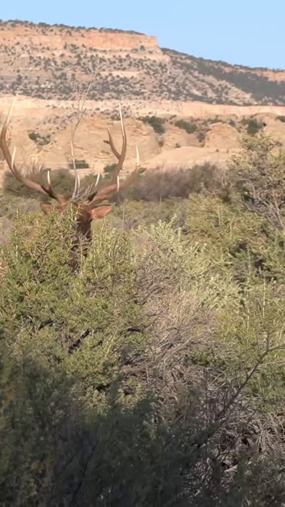 cover for Face to face with the biggest New Mexico bull I've ever seen—10 yards away but no shot! Can't wait to get back out there this September. #elkhunting #bowhunting #archery