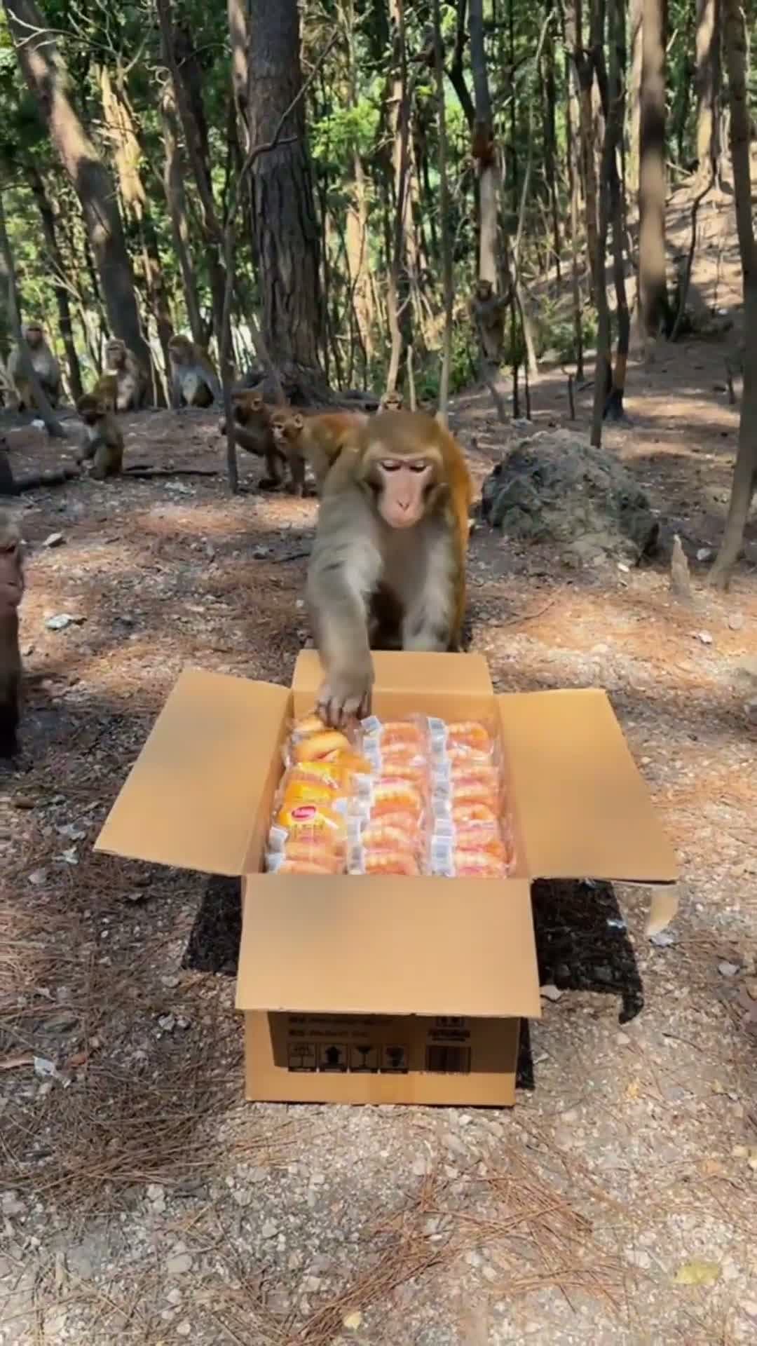 cover for feeding monkeys