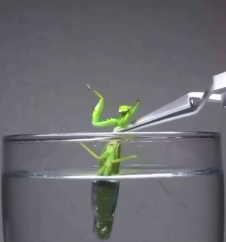cover for Parasite escapes from praying mantis in shocking moment 😱 #nature #parasite #wildlife