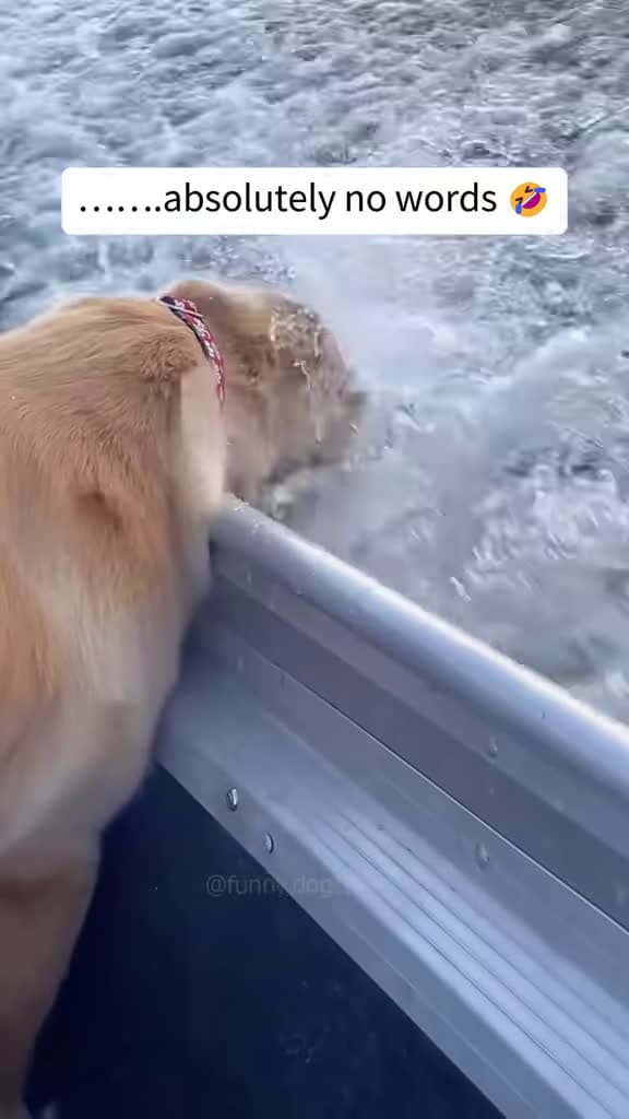 cover for funny dogs Comp episode 284 #funny #pet #animals #funnyanimals #fyp #foryou #dog #dogs #funnyvideos # #doglovers #dogfail