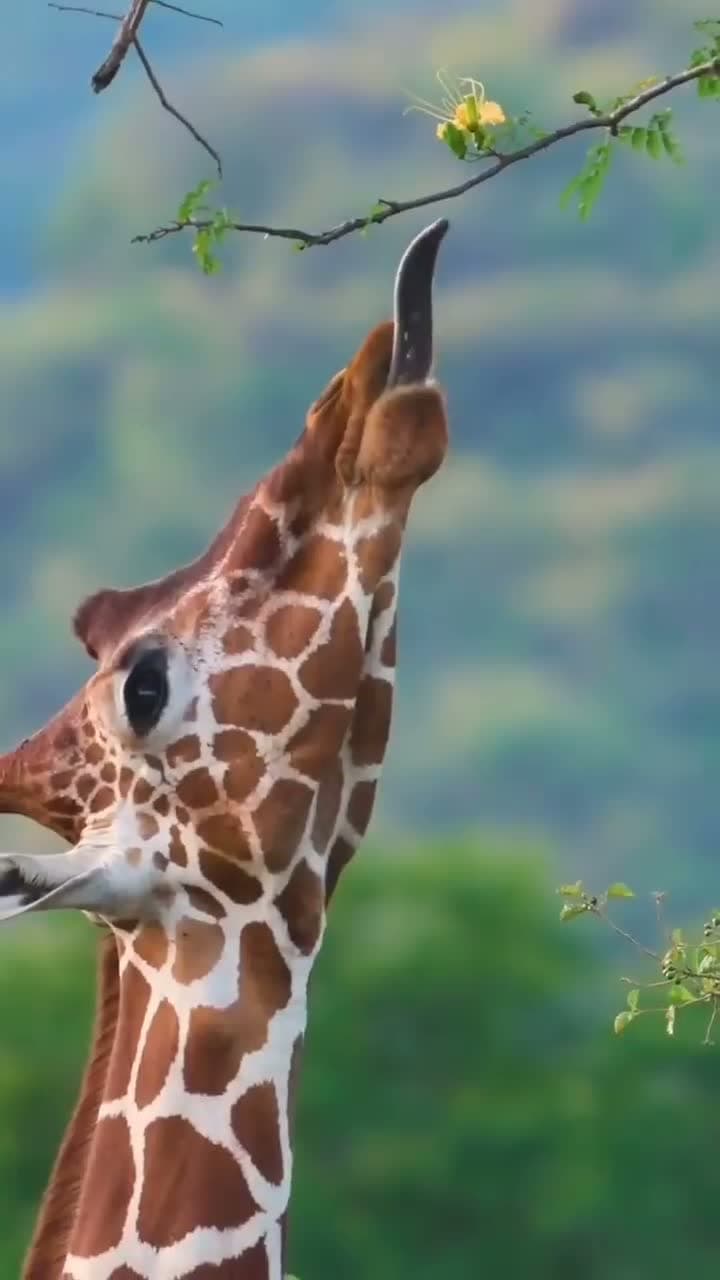 cover for Watch this giraffe’s incredible tongue skillfully strip leaves from a thorny acacia tree! 🌿 #WildlifeWonder #Giraffe #NatureMagic