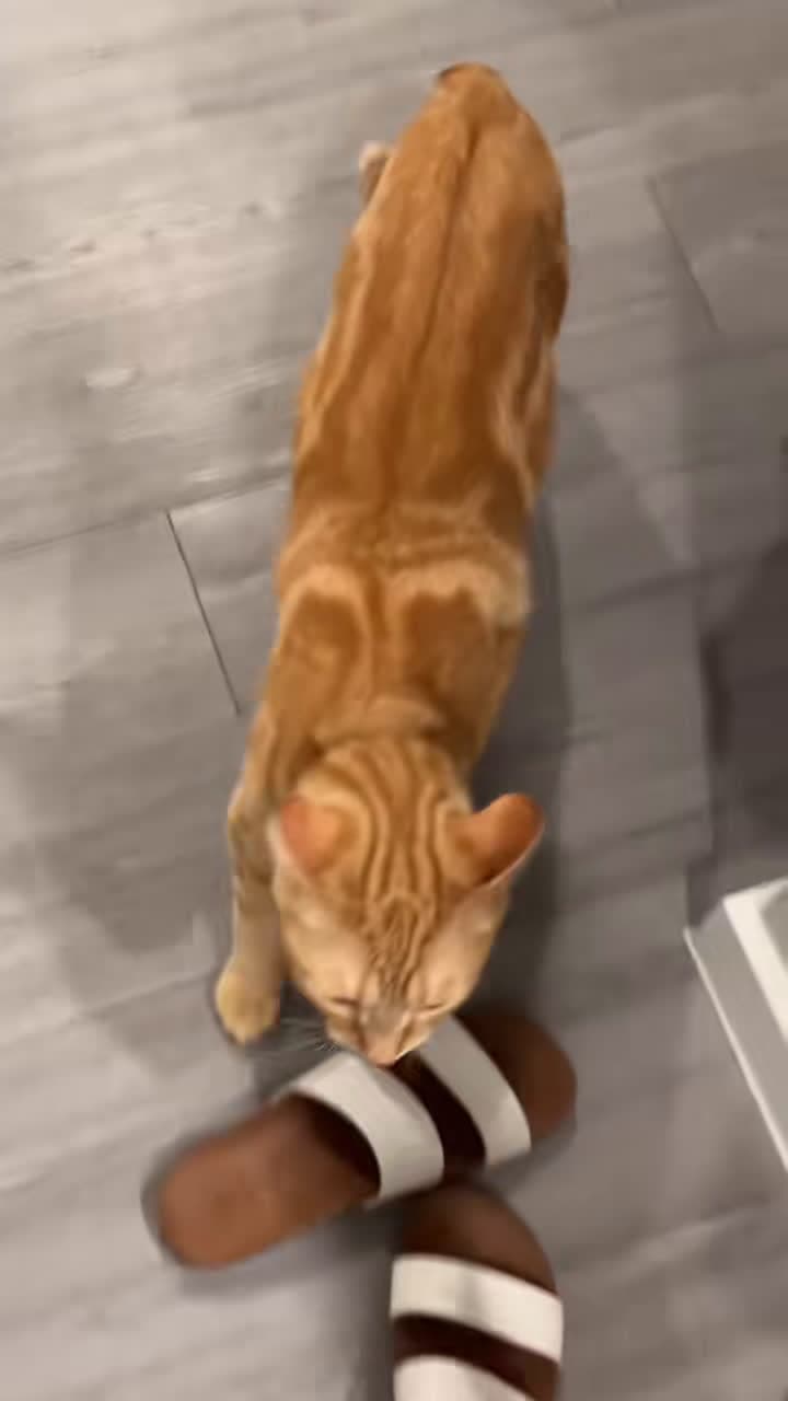 cover for Cat bite 😼#funnycat #pet #fyp #catlover #funnyvideos #catsoftiktok #cute #funny #kitten #funnyvideo