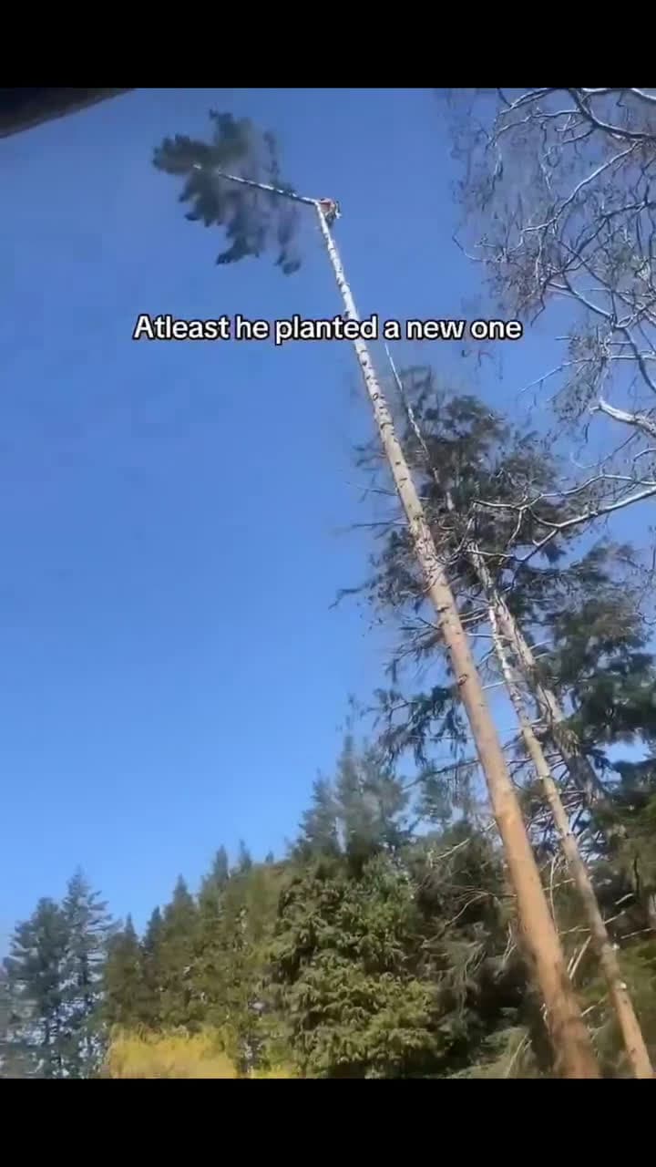 cover for I DEMAND TREE THEMED OLYMPIC SPORTS