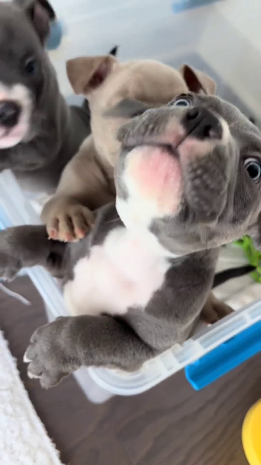 cover for #puppy #cute #foryoupage #viral 