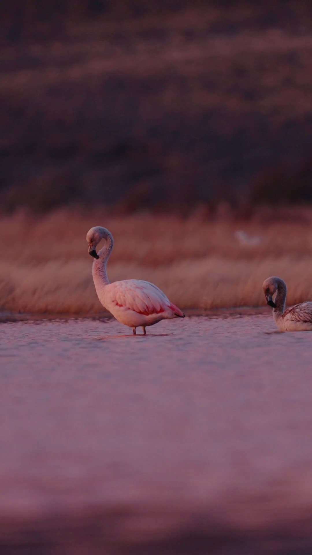 cover for Chilean flamingo in its natural habitat — nature's elegance on full display 🦩 #ChileanFlamingo #Wildlife #NatureLovers #BirdWatching