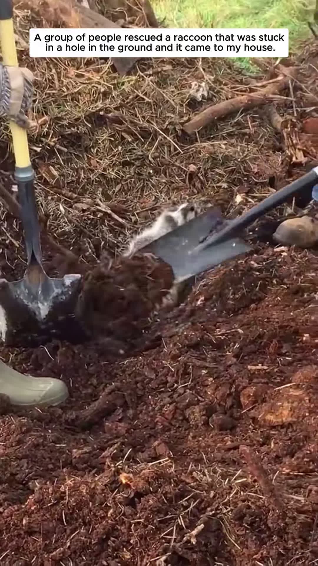 cover for A group of workers rescue a trapped panda and then animalshorts