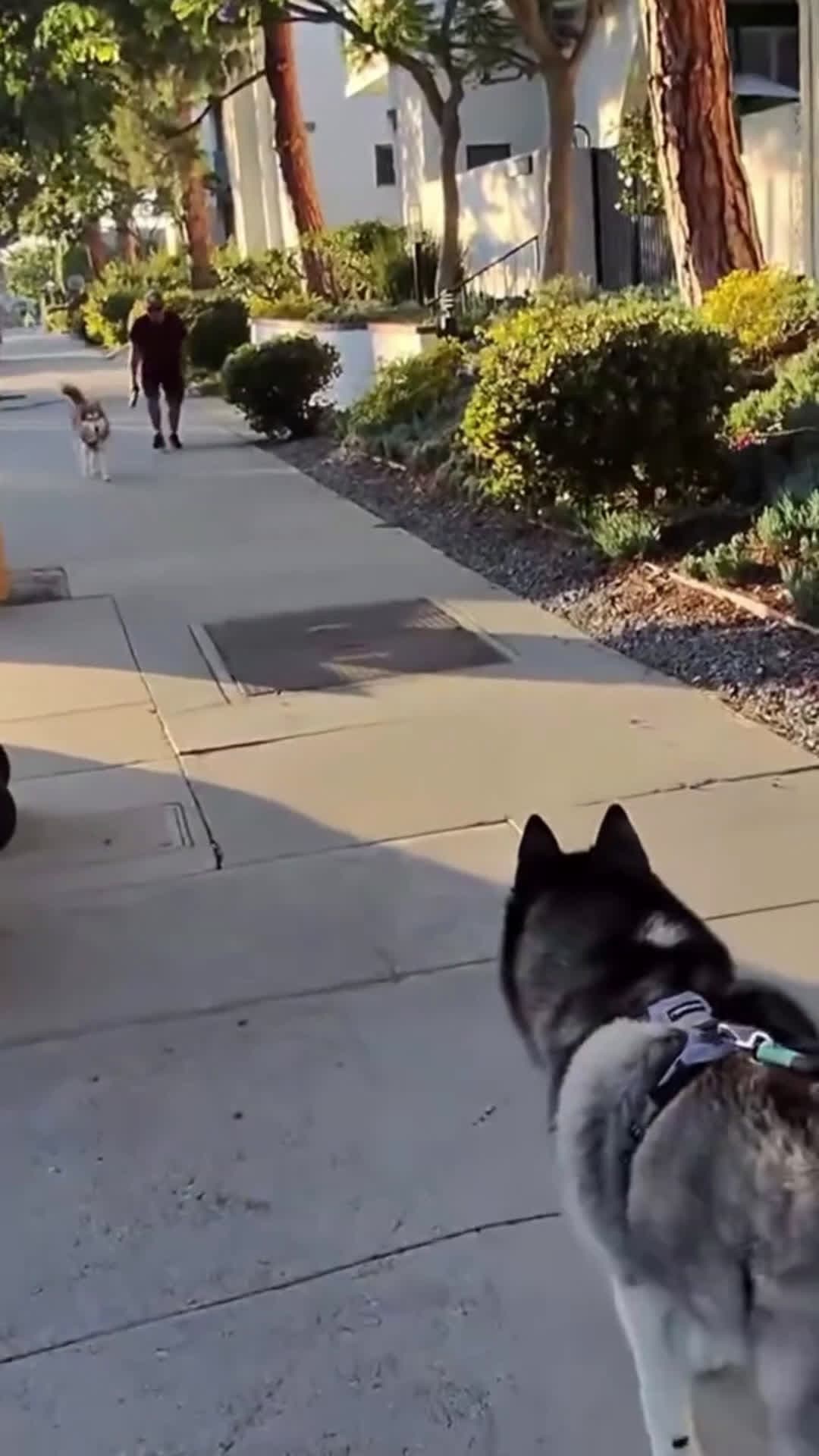 cover for The Husky Hop 🐇 #dogfriends #bunnyhop #streetmeet #myboymarble #dog #dogs #doggo #dogstagram #dogsofinstagram #cutedog #cutedogs #dogoftheday #husky #huskies #dogdad #doglife #dogfamily #friends #dogmom #neighborhood