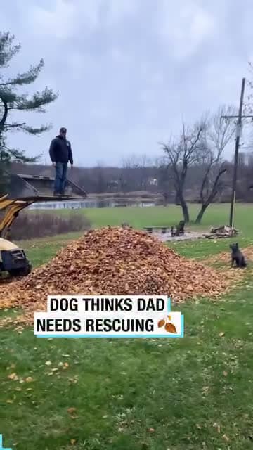 cover for Dog Thinks Dad Needs Rescuing!