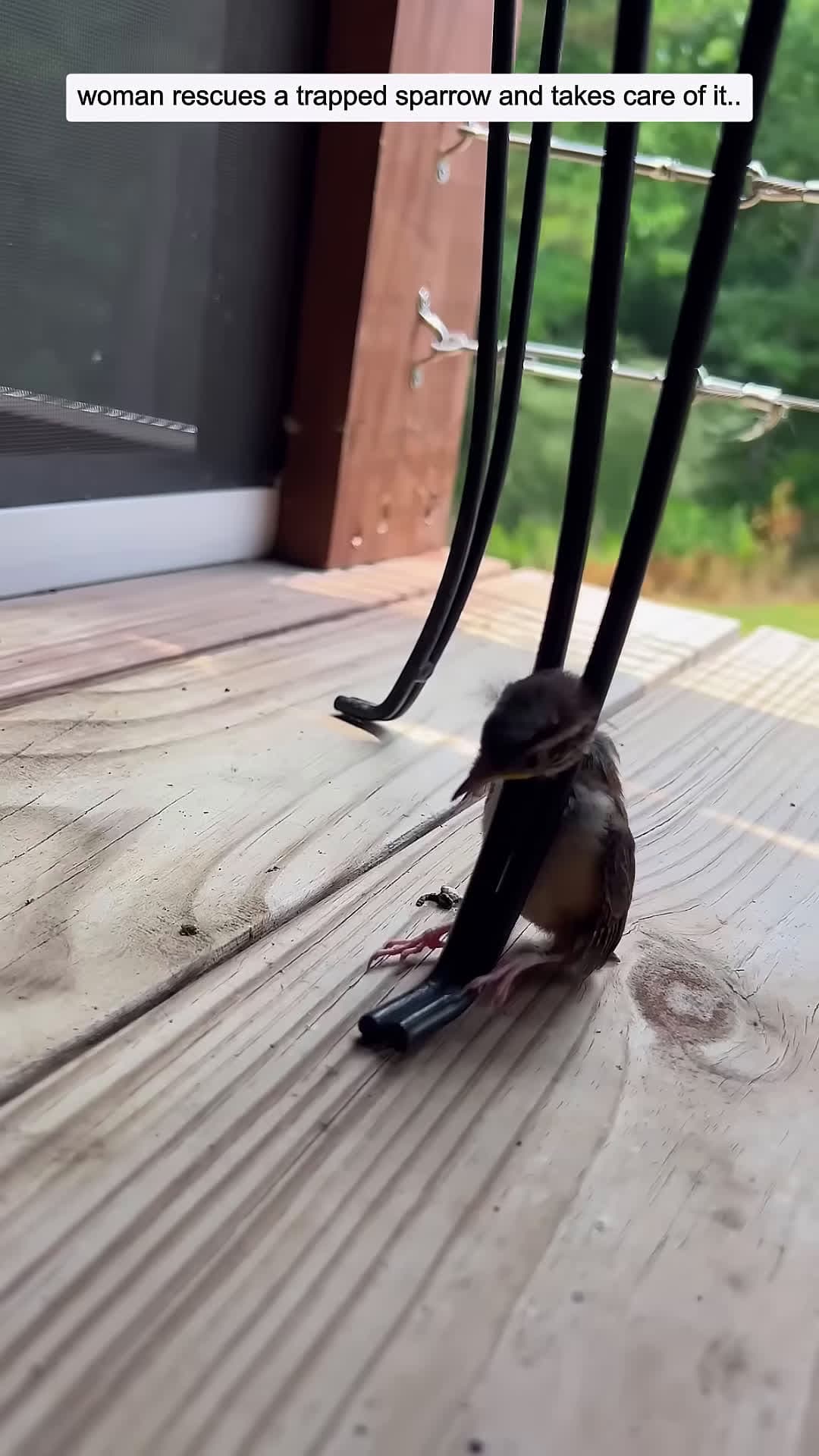 cover for woman rescues a trapped sparrow and takes care of it animalshorts