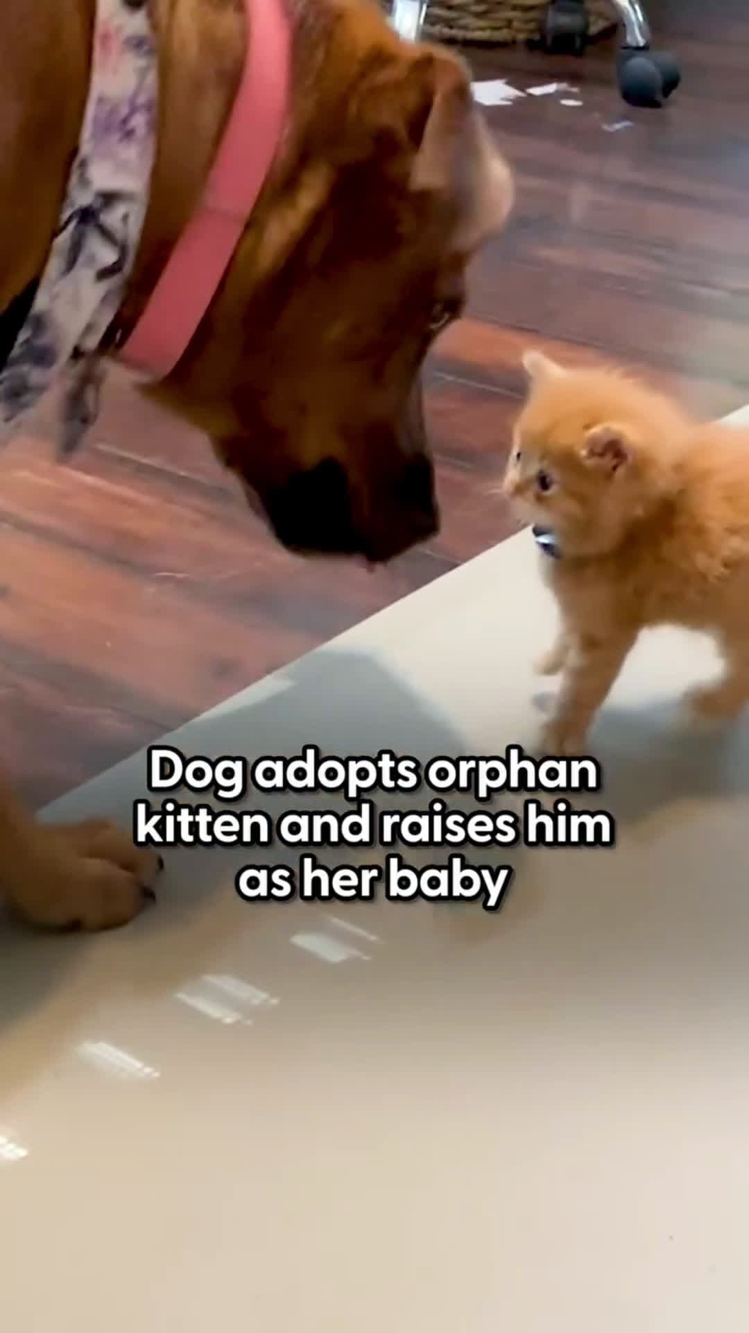 cover for Dog Adopts A Kitten And Teaches Him How To LoveThe sweetest mama ever 🧡🧡🧡 Wait to see the little hairdo she gives him!
