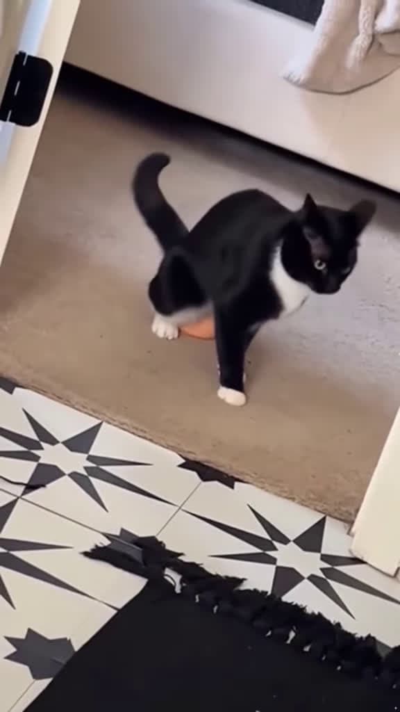 cover for Cat piaying with toys is hilarious #pets #funnycat #funnyvideos #cats #cat #catsoftiktok #funnypets