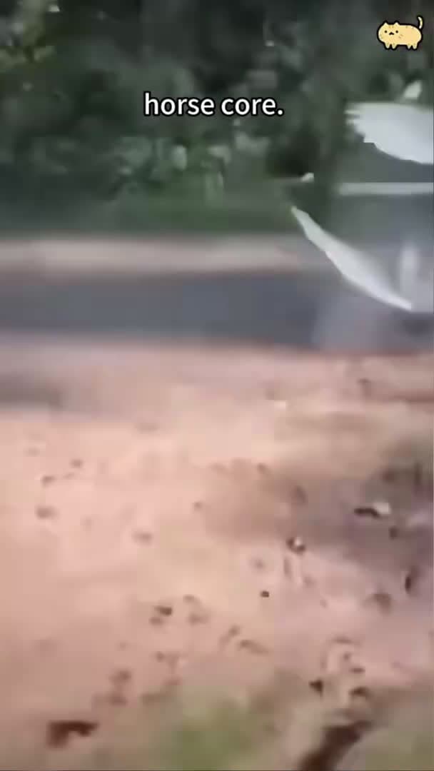 cover for Horse Core.🐎🐎 #animals #funnyanimals #petvideos #funny #funnypets_50 (2)