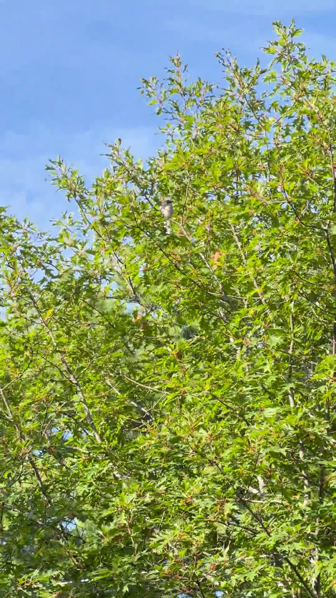 cover for When a blue jay totally bamboozles me 🤦‍♂️ #BirdFails #BlueJay #NatureSurprise