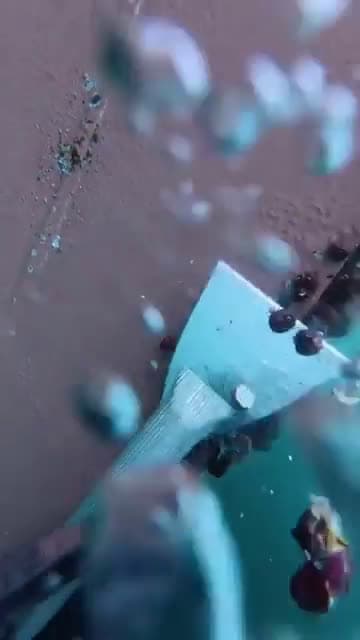 cover for The most satisfying barnacle scrape you'll see today 🐚 #Ocean #Barnacles #Nature #Science