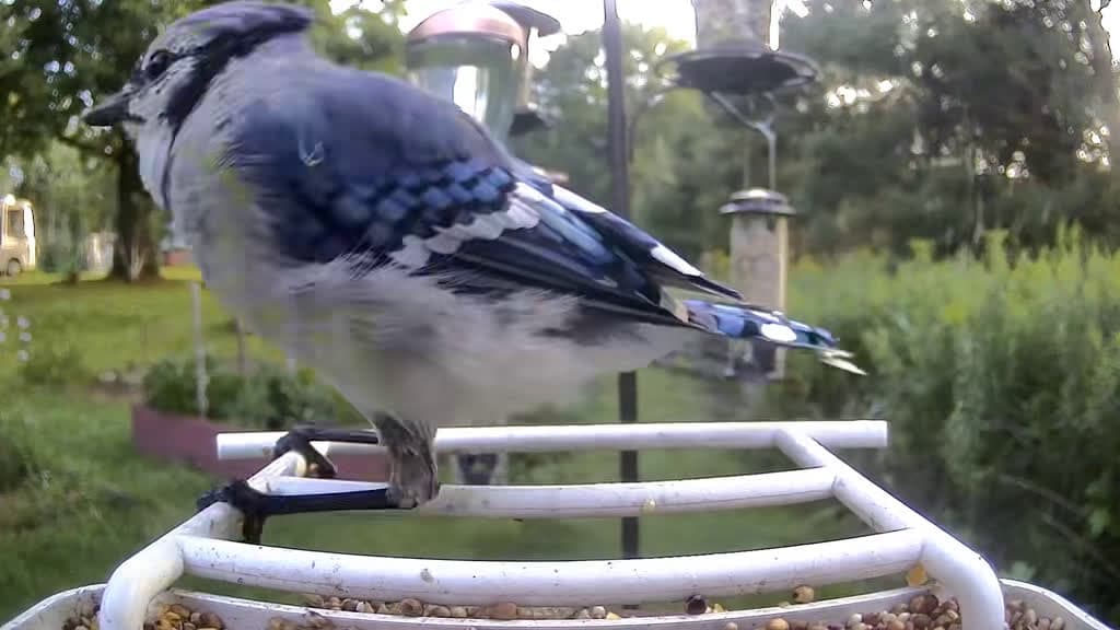 cover for Did you know blue jays can mimic hawks and even doorbells to trick other animals? 🐦🎶 #BirdFacts #NatureSmart #BlueJays