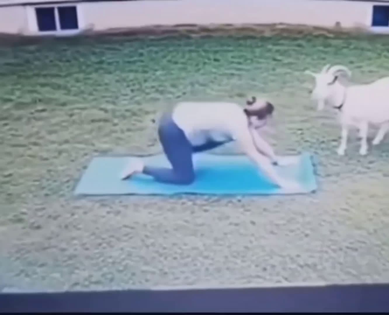 cover for the GOAT #goat #animals #crazy #wild 
