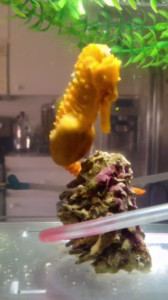 cover for Witness a seahorse experiencing contractions! 🐟 #SeahorseMagic #AquaticWonder
