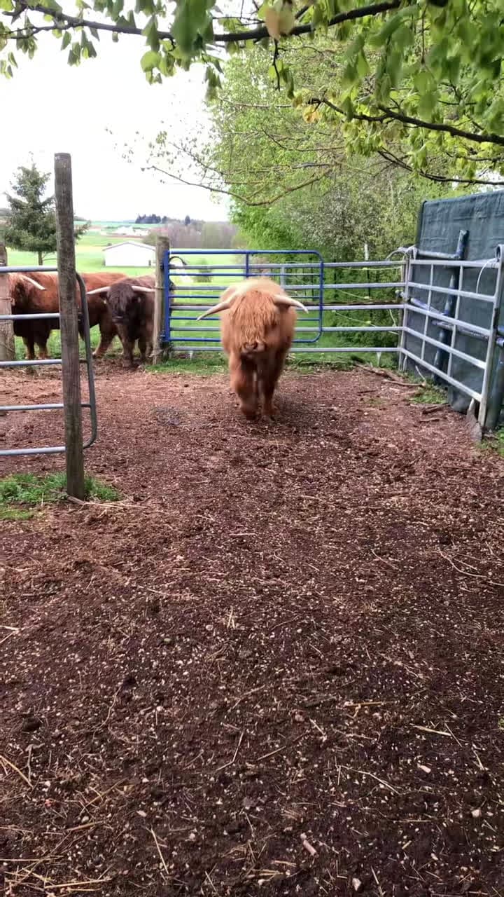 cover for Gerti, Linus and George🥰our brave Highland Bulls🥰🐂❤️