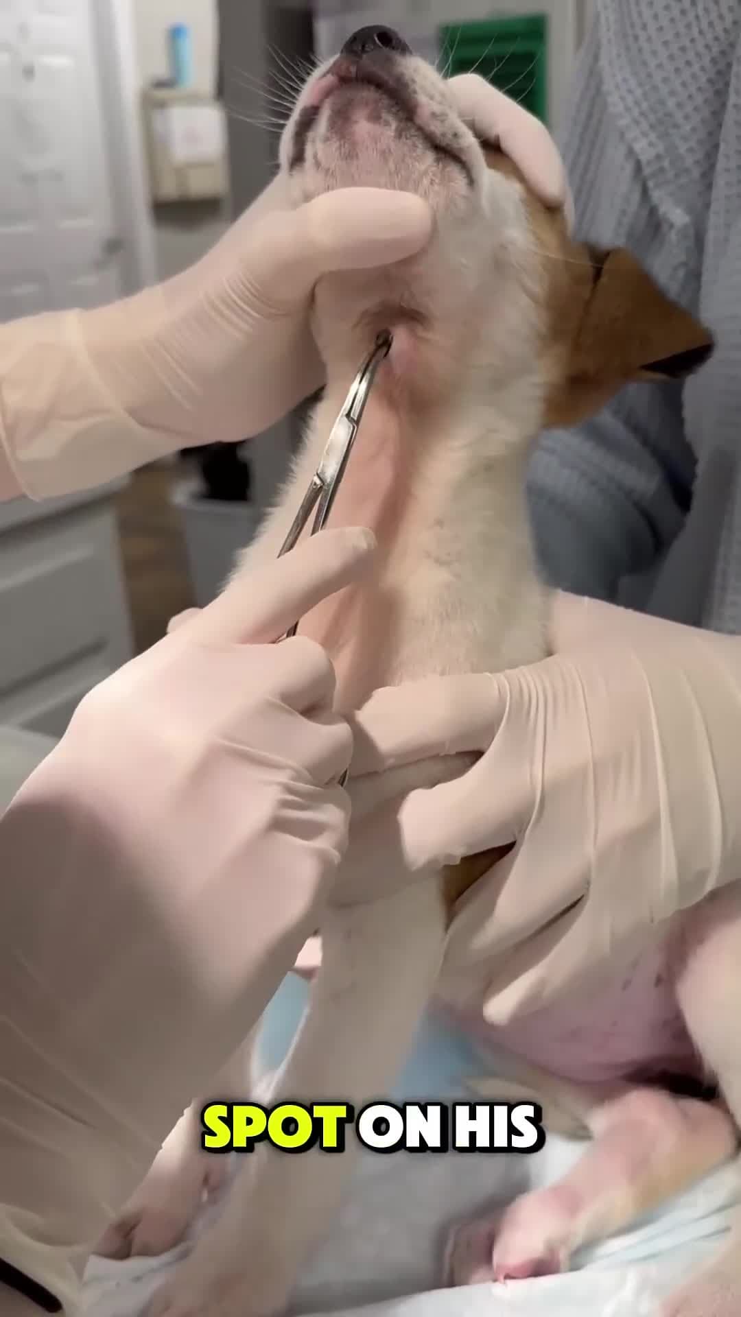 cover for You Will Be Surprised to See What's on the Dog's Neck  😮 🐶