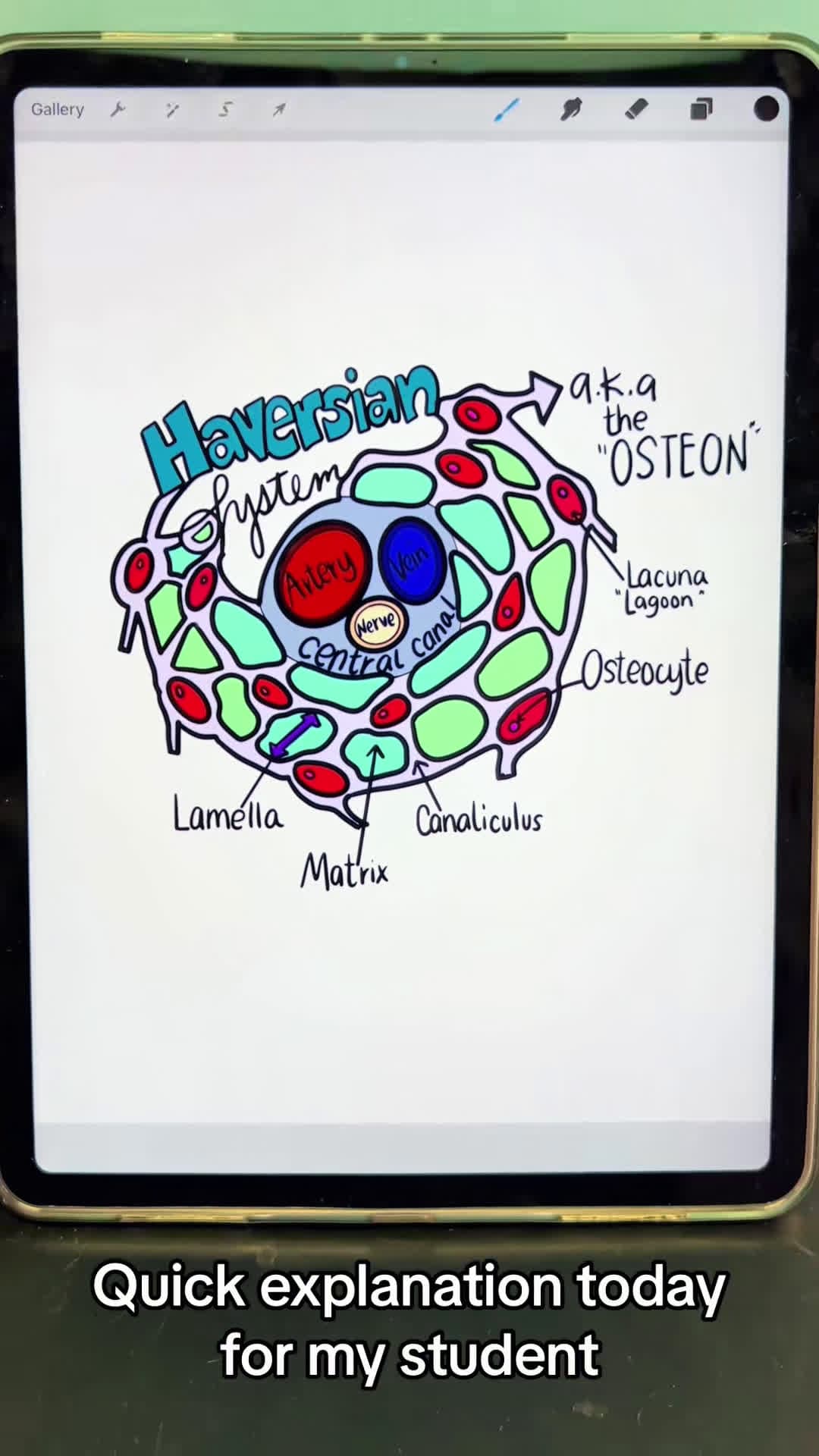 cover for Microscopic Bone Anatomy Osteon Explained @hhannarose #osteon #anatomy #sciencetok #nursingschool #nursingstudent #medstudent #anatomyclass #study #anatomylesson #studytok #anatomyandphysiology #skeletalsystem #anatomyteacher #microscopicbone