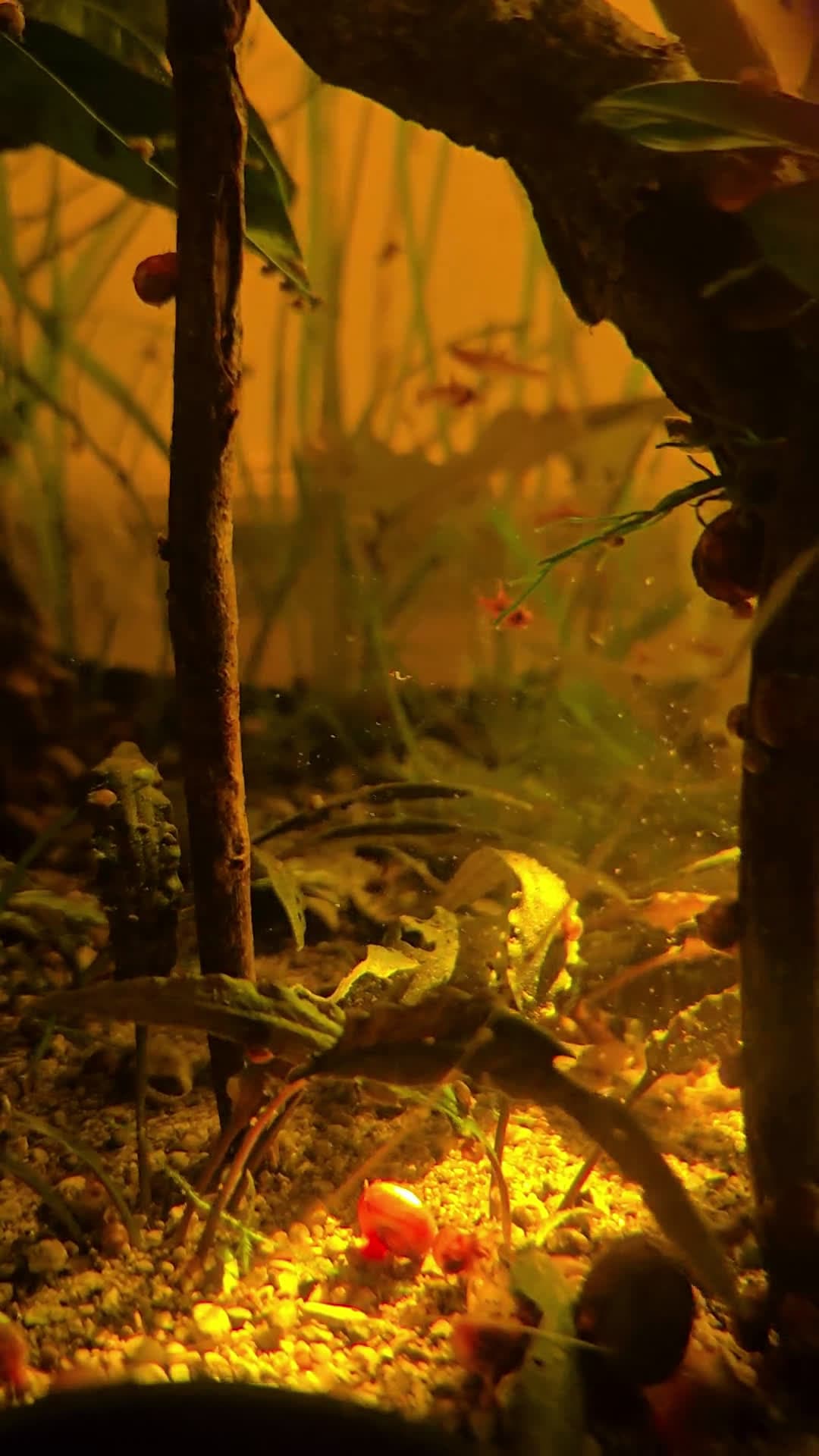cover for Afternoon sun floods the tank, turning metal into a golden glow. ☀️ #AfternoonSun #Tank #Sunlight #GoldenHour