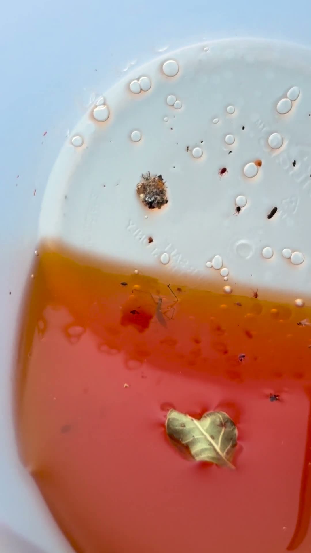 cover for Weird bug discovered inside a cup left outdoors 🐞 #BugFind #NatureSurprise #Wildlife