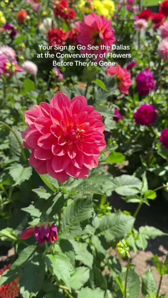 cover for Explore summer vibes in Golden Gate Park 🌸 #SanFrancisco #GoldenGatePark #BayArea #SummerVibes