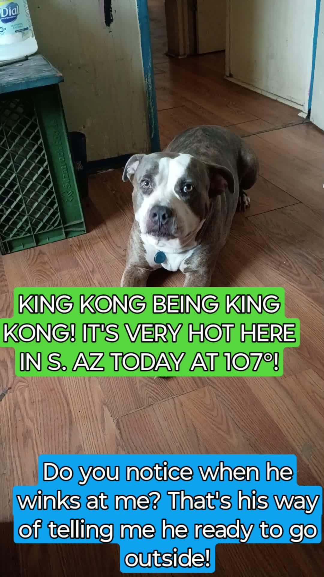 cover for Perfectly house trained!King kong "Winks" at me when he needs to go outside! Did anyone notice that moment? He  started doing that about 5 yrs ago. We been best friends for 7 yrs now!  #fyp #dogs  #bullybreed #furryfriends 