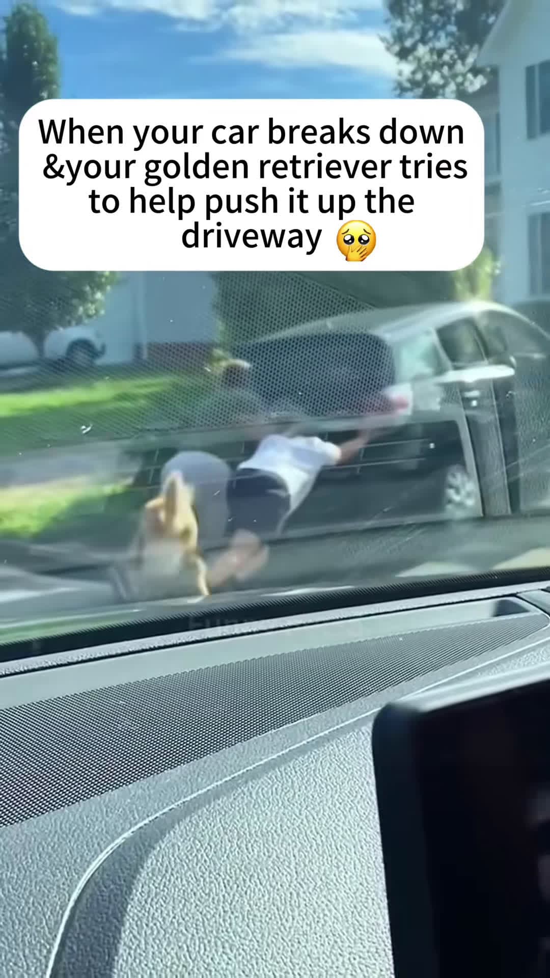 cover for Dogs help their owners🐶🤣#funnyvideo #scoopz  #dog #funnydogs 