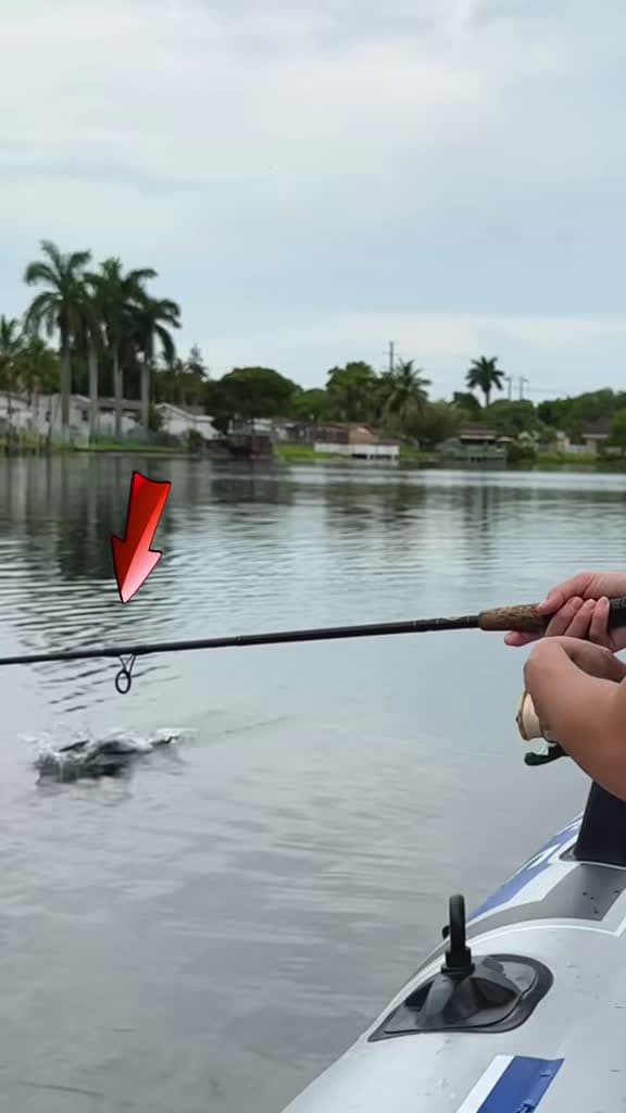 cover for When you reel in slowly and get surprised by a peacock bass strike right at the surface! 🎣🩵 #fishing #peacockbass #freshwaterfishing