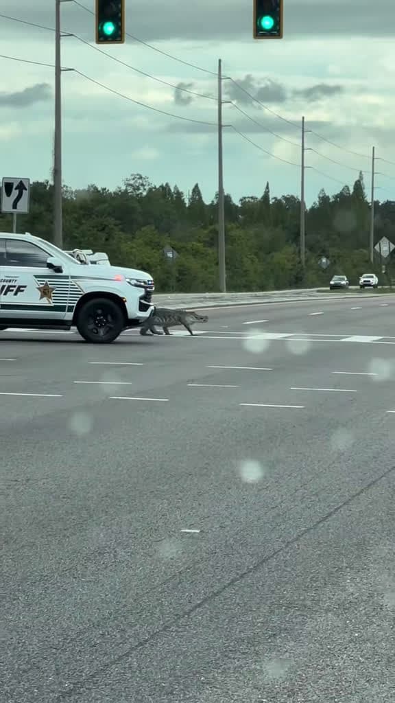 cover for Only in Florida: Alligator causes epic traffic jam! 🐊🚦 #Florida #Alligator #Wildlife #Traffic #Tampa