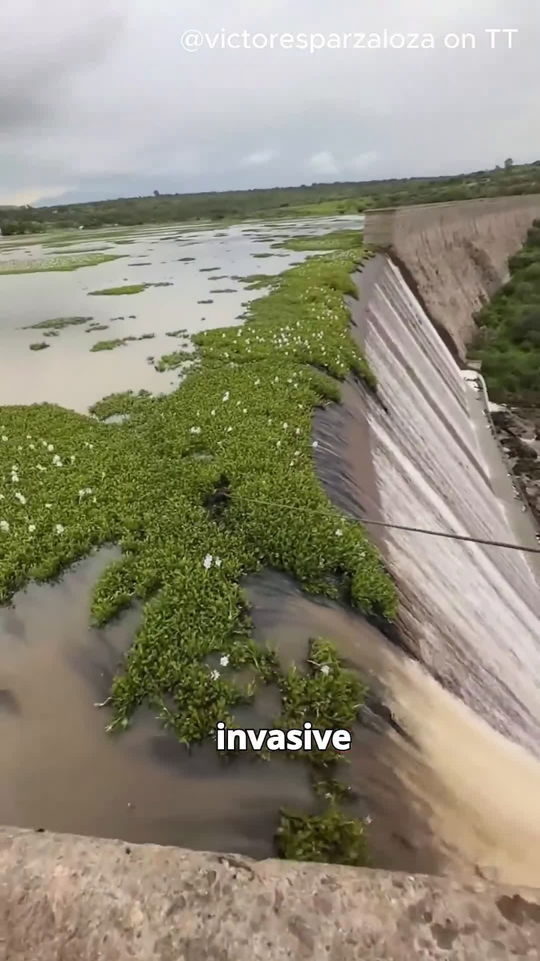 cover for Why remove Invasive Aquatic Plants from dams