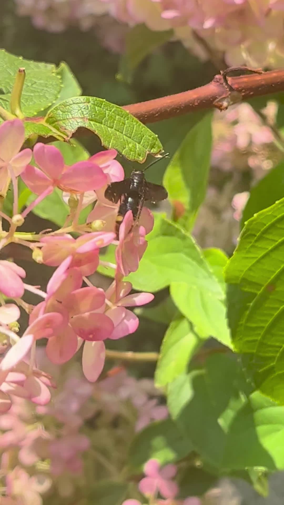 cover for Massive swarm of blue-winged wasps in our yard—what you need to know to stay safe! ⚠️🐝 #Wasps #BlueWingedWasps #GardenTips #SafetyTips