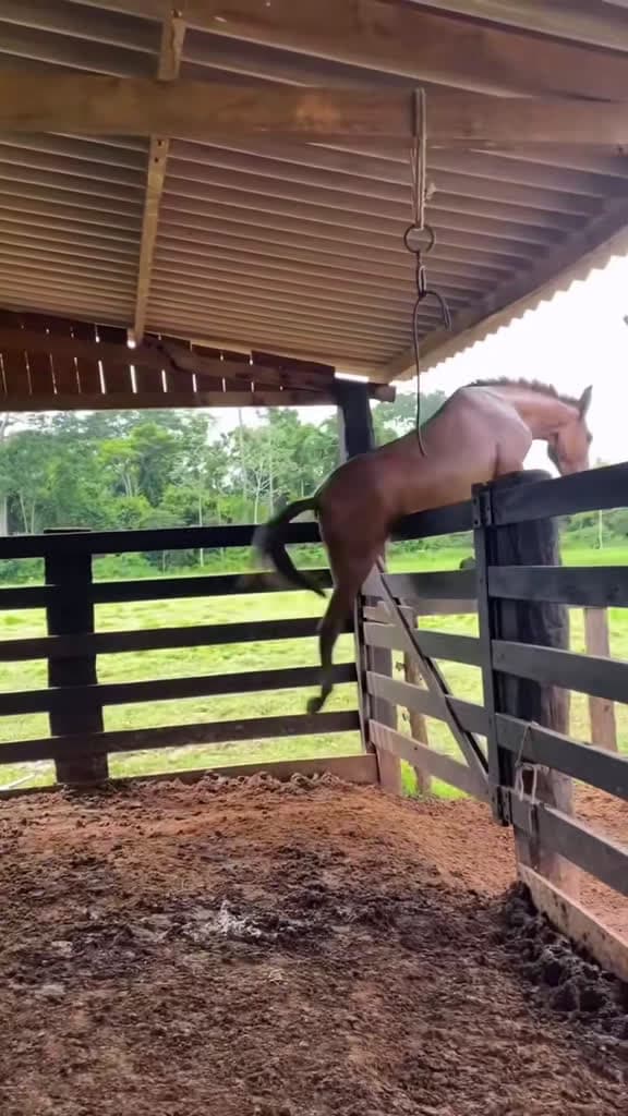 cover for Watch this clever horse try to jump the fence and escape—but sometimes it hilariously fails! 😂 #FunnyAnimals #HorseJumping #EpicFail