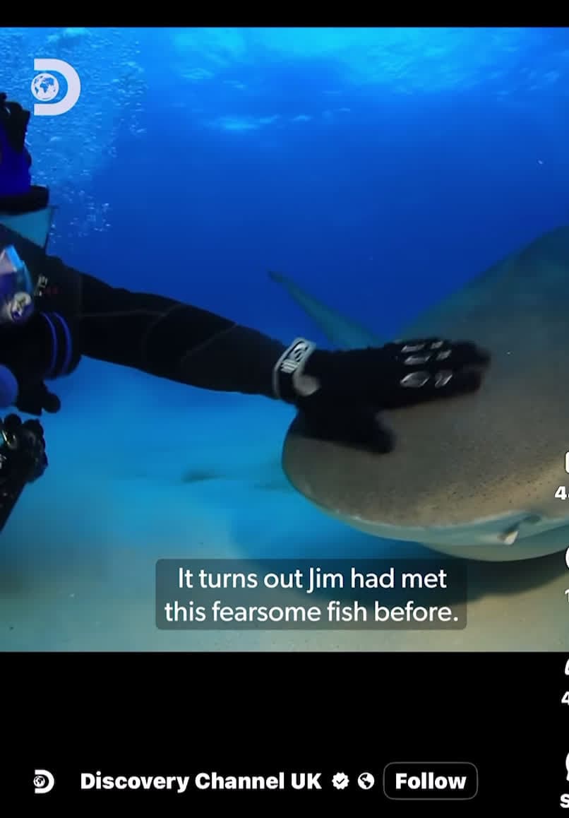 cover for Awwwe he named this tigershark her ‘Tarantino’ thought I was hearing things so sweet saved her