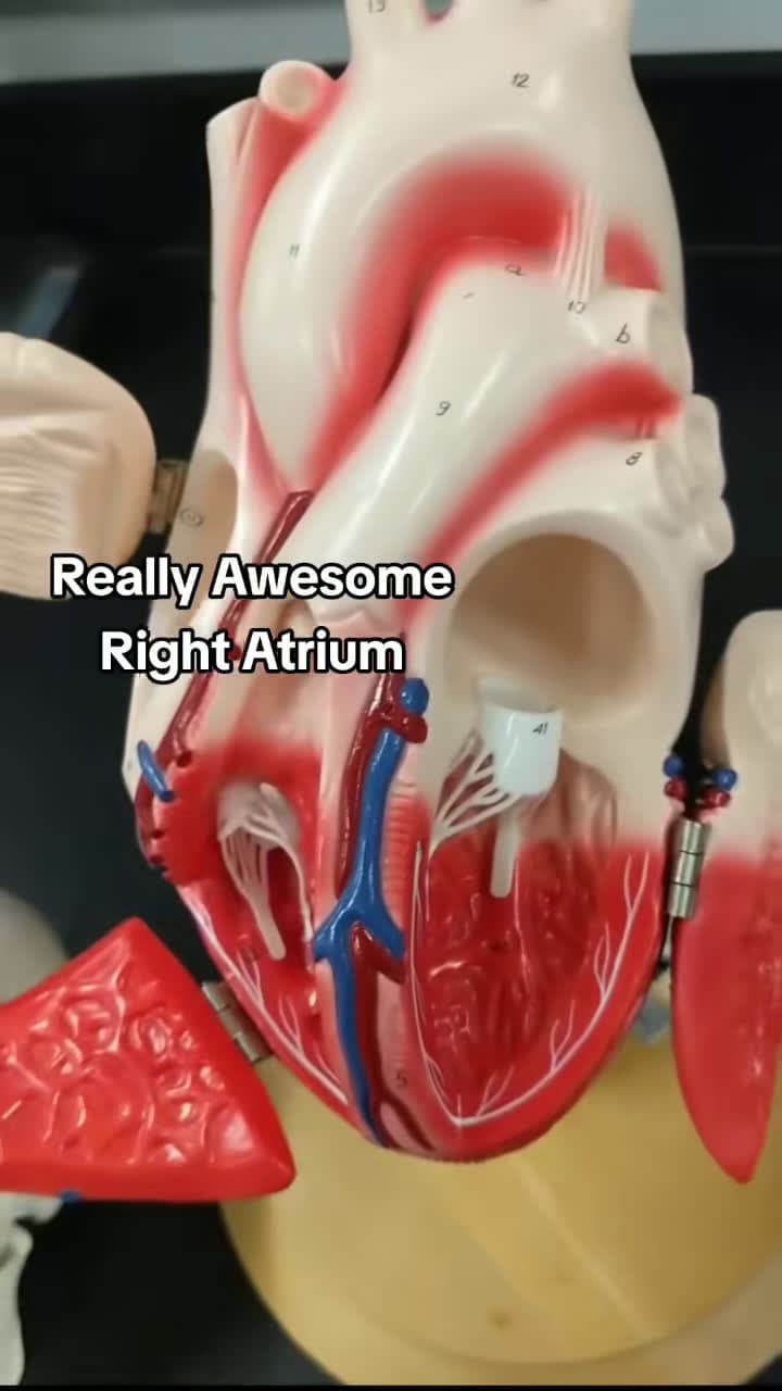 cover for #anatomy #teacher #studyhacks #cardiology #anatomyandphysiology #studytok #memorization #student #anatomyteacher #teachersoftiktok