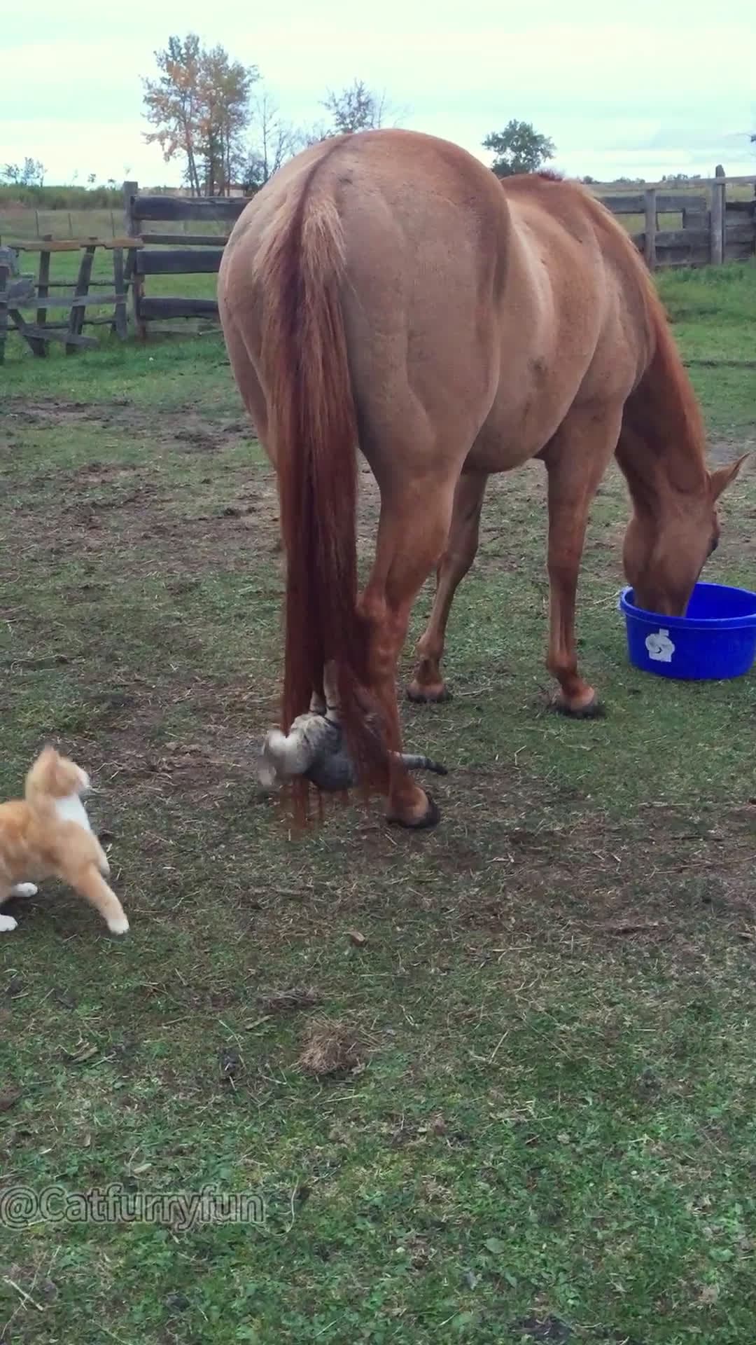 cover for #animalbeingbros#Cat and horse❤️❤️❤️#cat#horse#catsoftiktok #funnycat#fyp