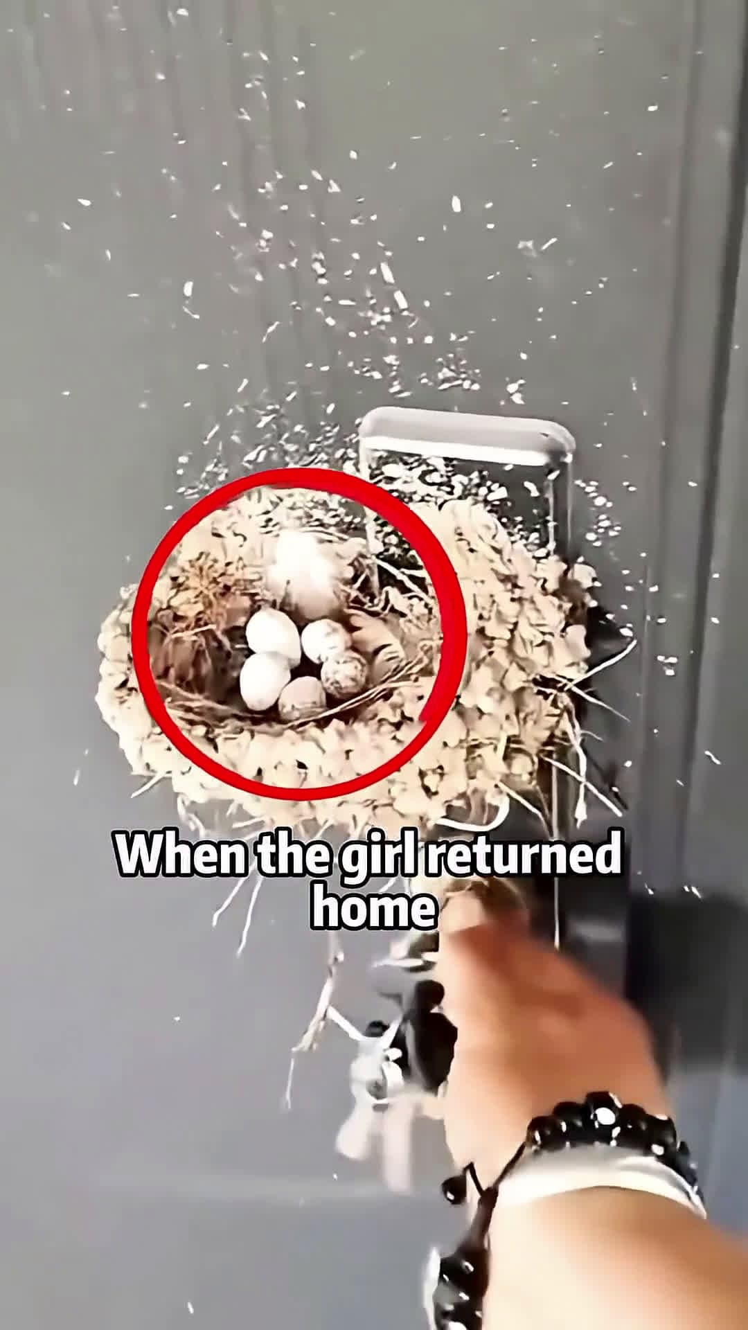cover for 🔑🥚 DOOR LOCK NEST SHOCK!🙏❤️ Girl's WILD HOME DISCOVERY 😲🐦 @animals #scoopzanimal 