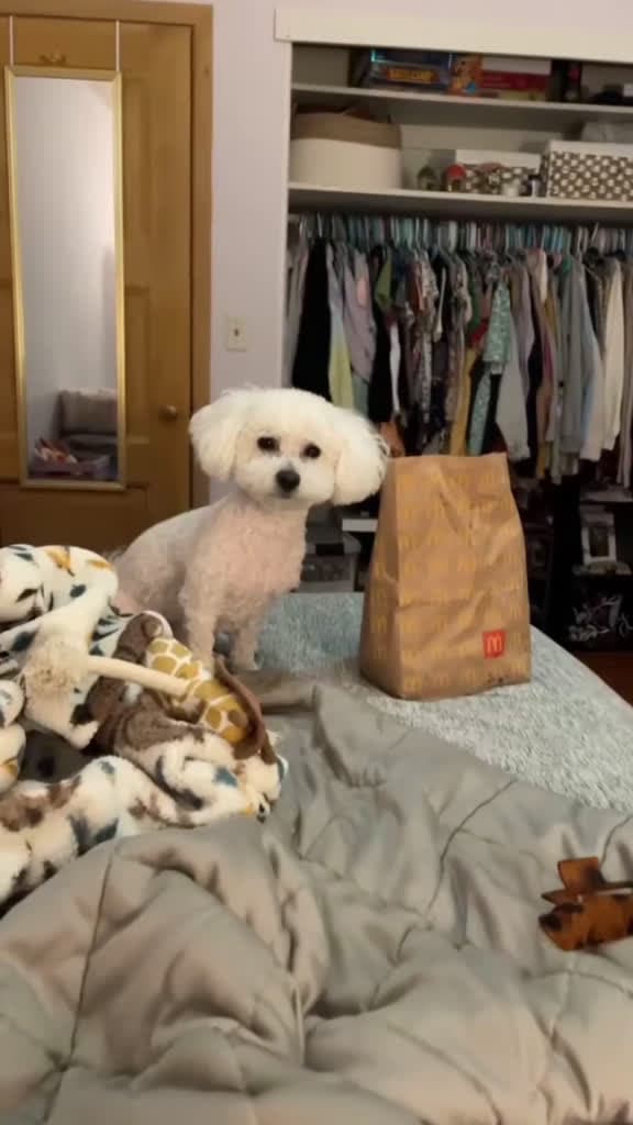 cover for When your pup is literally sabotaging your day 😂 #bichon #funnyanimals #doglover