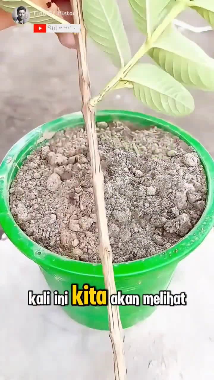 cover for Unbelievable How to Grow Egg and Guava Trees at Home Part 01 shorts unique