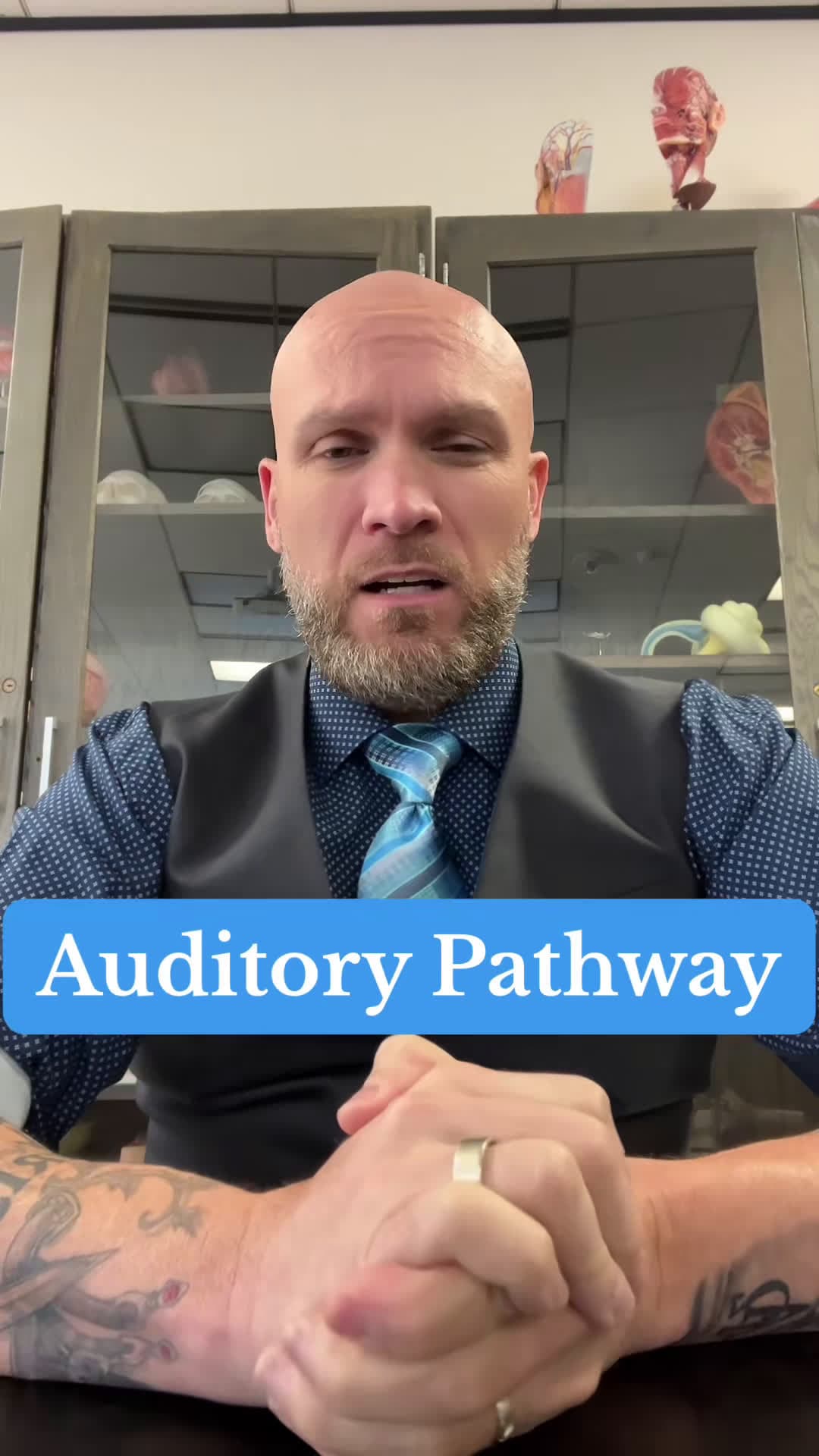 cover for Auditory Pathway:  From ear canal, to inner ear, to auditory cortex of temporal lobe.  Image One: “EarAnatomy InternalEar” by Blausen Medical 2014 is licensed under CC BY 3.0. Image Two: “1406 Cochlea” by OpenStax is licensed under CC BY 4.0. Image Three: “1408 Frequency Coding in the Cochlea” by OpenStax is licensed under CC BY 4.0. #study #studytok #studyhacks #studywithme #ap #AP #anatomy #anatomyandphysiology #anatomyclass #physiology #ear #auditorypathways #hearing #earphysiology #auditoryp