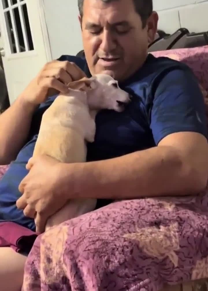 cover for Watch this dog's priceless reaction when their favorite person finally comes home! 🐾❤️ #DogReunion #Heartwarming #Pets