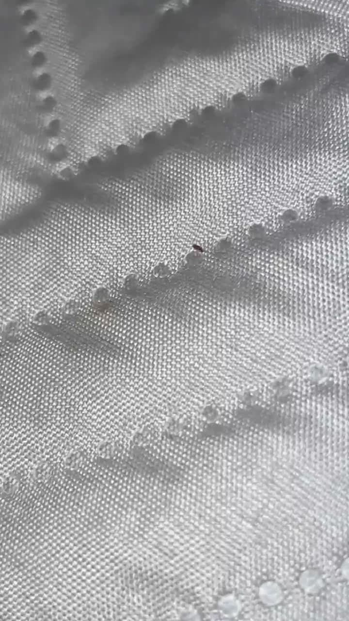 cover for Found these tiny bugs on my bed & near mold—what are they? 🐛 #Bugs #MysteryInsect #HomeHacks