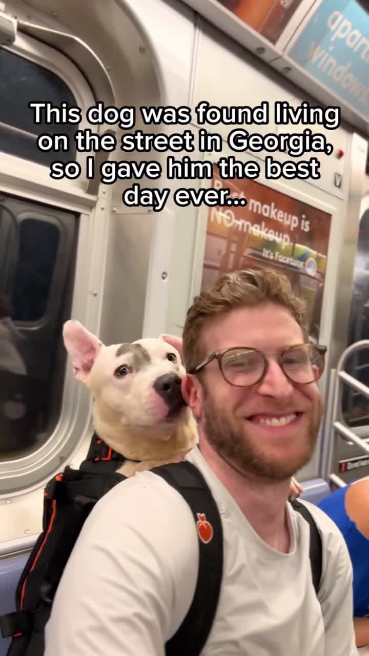 cover for This dog was found living on the street in Georgia, so I gave him the best day ever... #SpreadTheLove#ThePawfectMoment